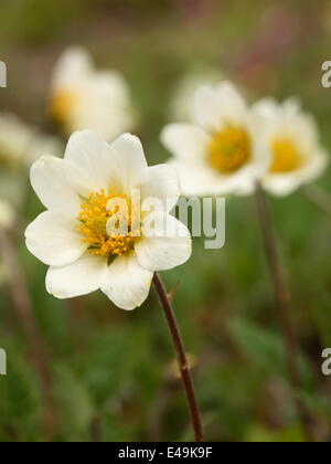 Mountain Avens - Dryas x suendermannii Stockfoto