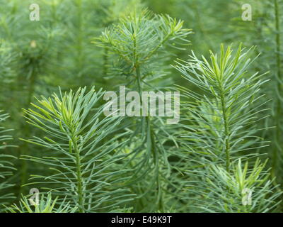 Zypressen Wolfsmilch - Euphorbia cyparissias Stockfoto