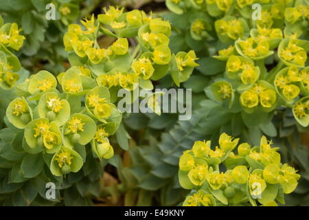 Myrte Wolfsmilch - Euphorbia myrsinites Stockfoto