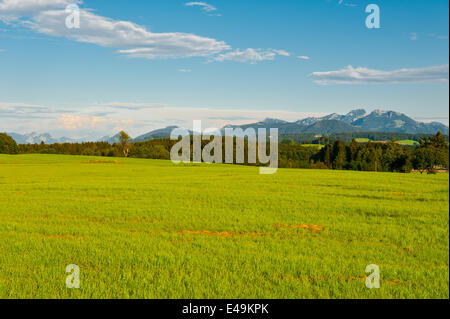 Weide in Bayern Stockfoto