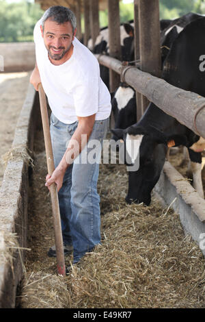 Mann, die Kühe füttern Stockfoto