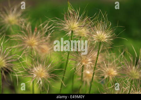 Gemeinsamen Kuhschelle - Pulsatilla vulgaris Stockfoto