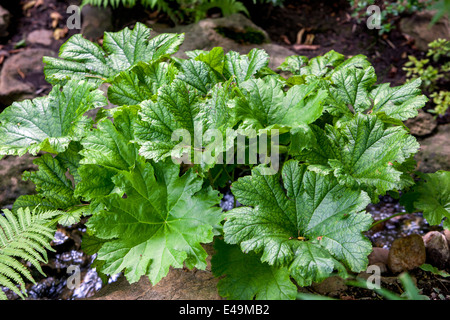 Darmera peltata große Blätter Pflanzen für einen schattigen Bereich und sind am besten in schweren, feuchten Böden. Es ist auch eine gute Wahl als marginale Pflanze Stockfoto