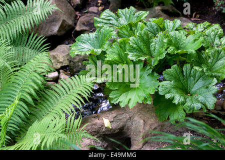 Darmera peltata Pflanze für ein schattiges Gebiet und tut sich am besten in schweren, nassen Böden. Es ist auch eine gute Wahl als Randpflanze, Farngarten Stockfoto