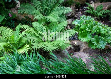 Darmera peltata Pflanze für ein schattiges Gebiet und tut sich am besten in schweren, nassen Böden. Es ist auch eine gute Wahl als marginale Pflanze Stockfoto