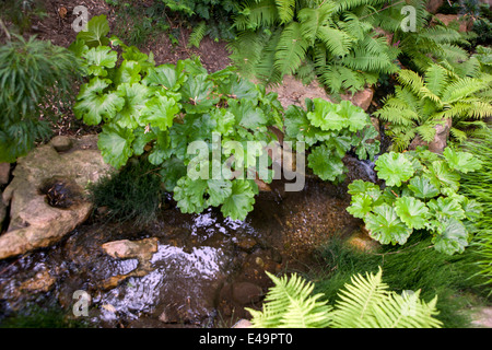 Darmera peltata Pflanze für ein schattiges Gebiet und tut sich am besten in schweren, nassen Böden. Es ist auch eine gute Wahl als marginale Pflanze Stockfoto