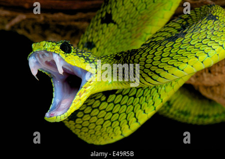 Snake Attack! Stockfoto