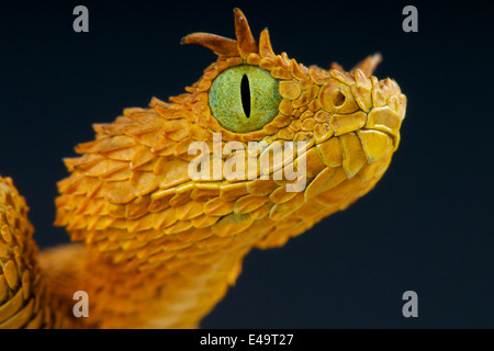 Wimpern Bush Viper / Atheris Ceratophora Stockfoto