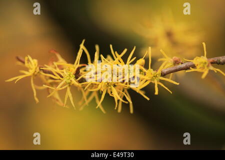 Zaubernuss - Hamamelis Stockfoto