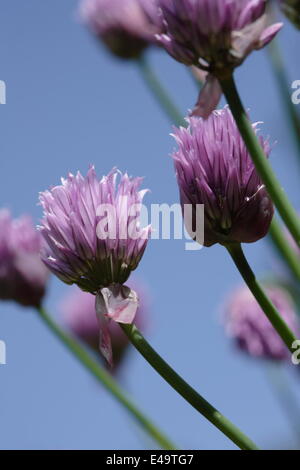 Schnittlauch - Allium schoenoprasum Stockfoto