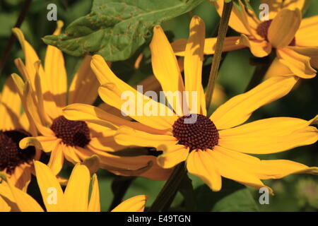 Süße Sonnenhut - Rudbeckia subtomentosa Stockfoto