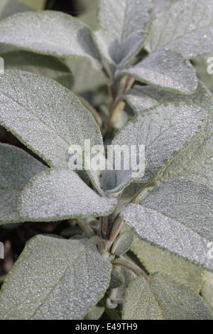 Garten-Salbei - Salvia Officinalis "Berggarten" Stockfoto