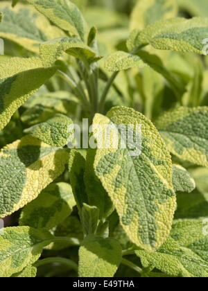 Garten-Salbei - Salvia Officinalis 'Icterina' Stockfoto