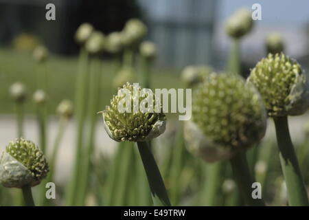 Winterzwiebel - Allium fistulosum Stockfoto