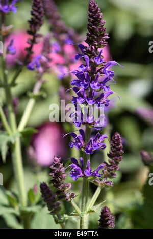 Woodland-Salbei - Salvia Nemorosa 'Mainacht' Stockfoto