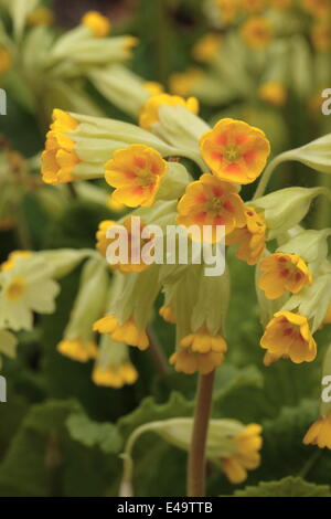 Gemeinsamen Schlüsselblume - Primula veris Stockfoto