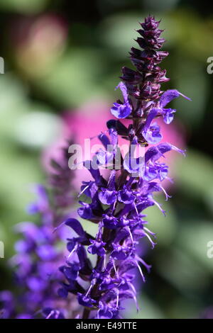 Woodland-Salbei - Salvia Nemorosa 'Mainacht' Stockfoto