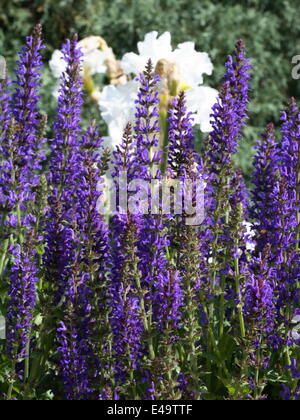 Woodland-Salbei - Salvia Nemorosa 'Rügen' Stockfoto