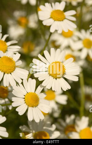 Duftende Mayweed - Matricaria chamomilla Stockfoto