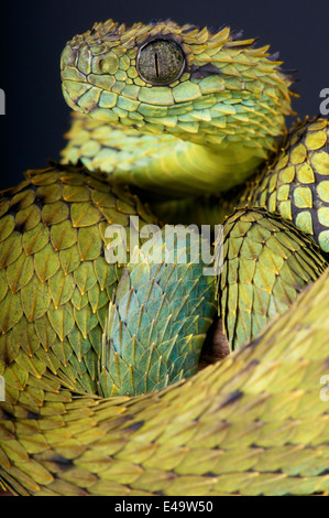 Haarigen Busch Viper / Atheris Hispida Stockfoto