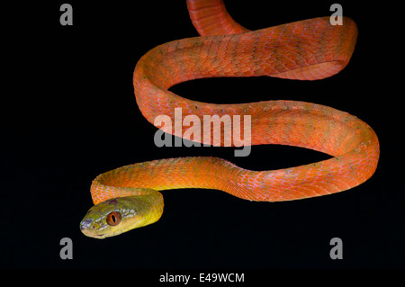 Rote Katze Schlange / Boiga Nigriceps Stockfoto