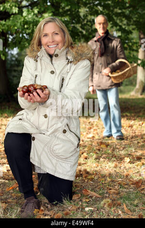 Applying paar Kommissionierung Kastanie. Stockfoto
