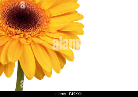 Helles orange Blume Stockfoto