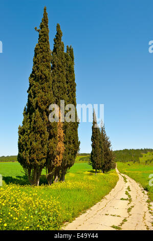 Zypressen Stockfoto