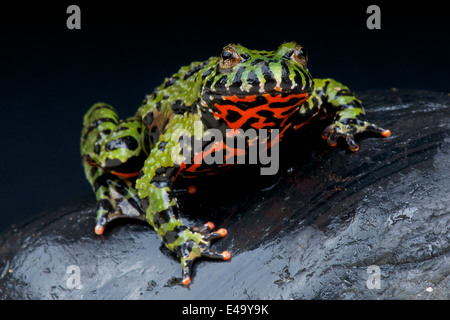 Feuer-bellied Toad / Geburtshelferkröte Orientales Stockfoto