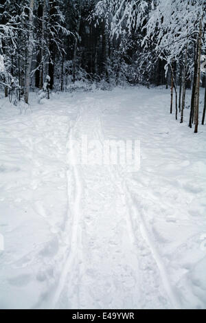 Loipen in einem Wald von einem Winterabend Stockfoto