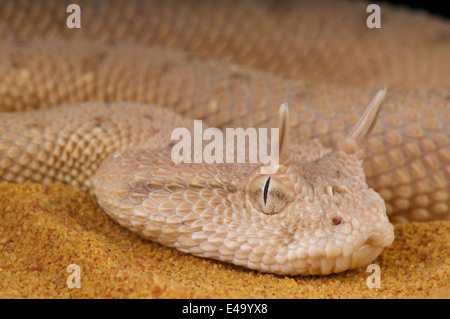 Arabische Hornotter / Cerastes Gasperettii Stockfoto