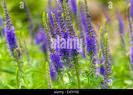 Veronica longifolia Longleaf speedwell Stockfoto
