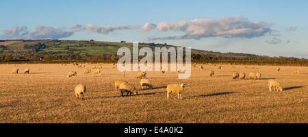 Schafe in den Cotswolds, Tewkesbury, Gloucestershire, England, Vereinigtes Königreich, Europa Stockfoto