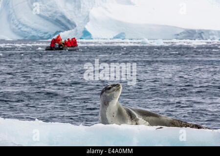 Erwachsenen Leopard seal (Hydrurga Leptonyx) auf Eisscholle in den Polargebieten Cierva Bucht, Antarktis, Stockfoto