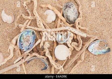 Neuseeland, Treibholz, Paua Muscheln, beringt Dosinia Dosinia Anus, am Sandstrand Stockfoto