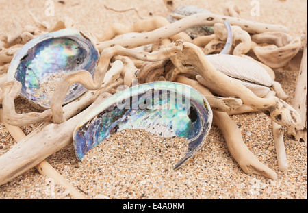 Neuseeland, Treibholz, Paua Muscheln, Haliotis Iris, am Sandstrand Stockfoto