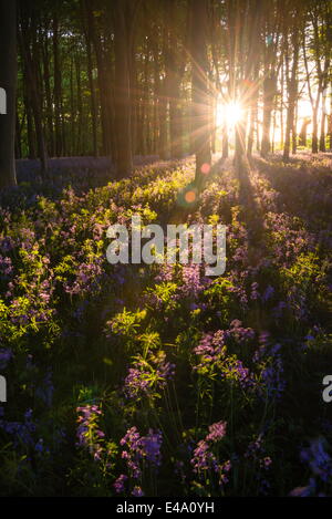 Glockenblumen Glockenblume Wald im Frühjahr, Badbury Büschel in Badbury Hill, Oxford, Oxfordshire, England, Vereinigtes Königreich, Europa Stockfoto