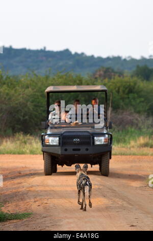 Afrikanischer Wildhund (LYKAON Pictus) und Tierbeobachtungen Fahrzeug, Madikwe Game Reserve, Südafrika, Afrika Stockfoto