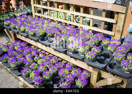 Töpfe mit Aubretia Pflanzen für den Verkauf in einem englischen Garten-Center Stockfoto