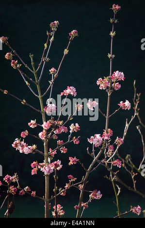 Kleine duftende Blüten von Viburnum Tinus 'Eve Price' Stockfoto