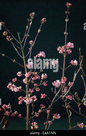 Winterblüher viburnum Strauch mit kleinen zarten tief rosa Knospen und