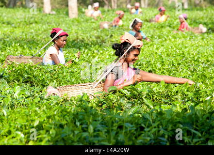 Lächelnd Teepflückerinnen in Tee-Plantage arbeiten, Balipara Bezirk, Assam, Indien, Asien Stockfoto