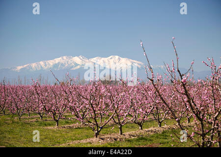 Obstblüte, Mount Canigou, Pyrenäen Oriental, Languedoc-Roussillon, Frankreich, Europa Stockfoto