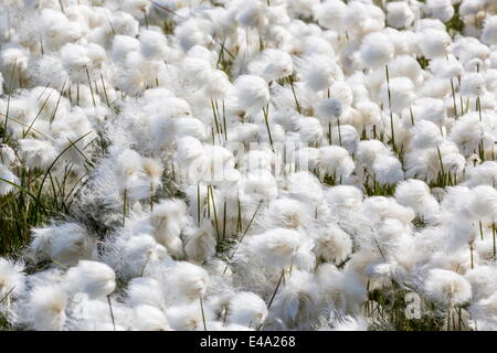 Arktisches Wollgras (Wollgras Scheuchzeri) Blüte in Sisimiut, Grönland, Polarregionen Stockfoto