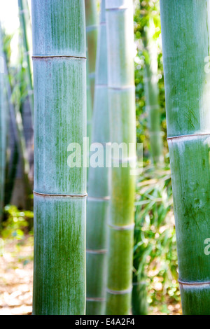 Nahaufnahme der Stämme der grünen Bambus wächst in Asien. Stockfoto