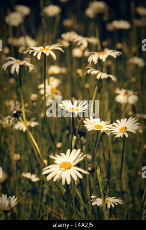 Deutschland, Nordrhein-Westfalen, Margeriten, Leucanthemum Stockfoto