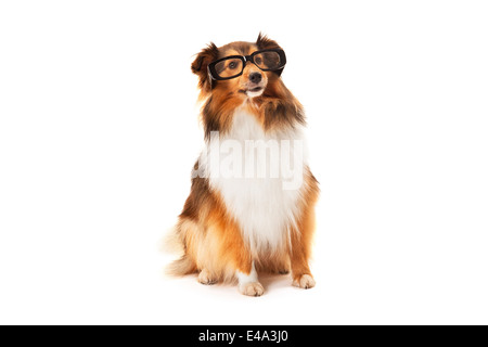 Shetland Sheepdog tragen schwarze Brillen auf weißem Hintergrund Stockfoto