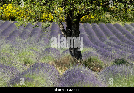 Schöne blühende Lavendel Feld in Valensole Region der Provence, Frankreich in der Sommersaison Stockfoto