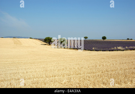 Lavendel- und Weizenfelder in Valensole, Provence, Frankreich im Hochsommer Stockfoto