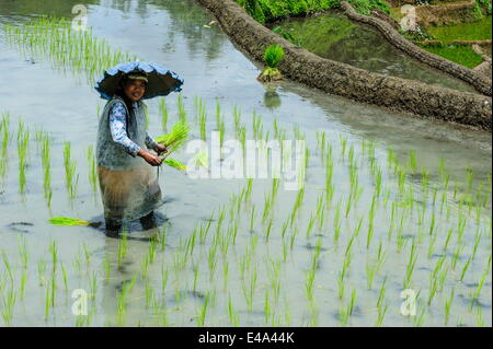 Frau, die Pflanzen in die Reisterrassen von Banaue, UNESCO-Weltkulturerbe, nördlichen Luzon, Philippinen, Südostasien, Asien Stockfoto